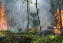 Boschi in fiamme, i fuochi veri ed i fatui